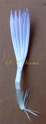  Peripheral floret